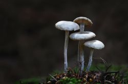 18 Pilzgruppe